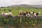 Picture_0065