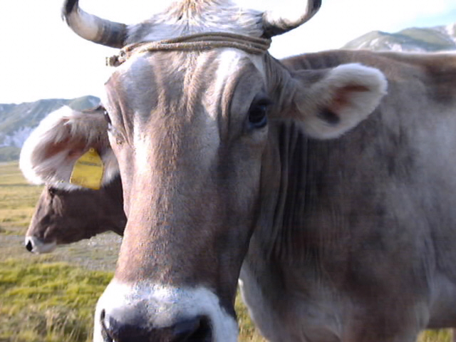cow